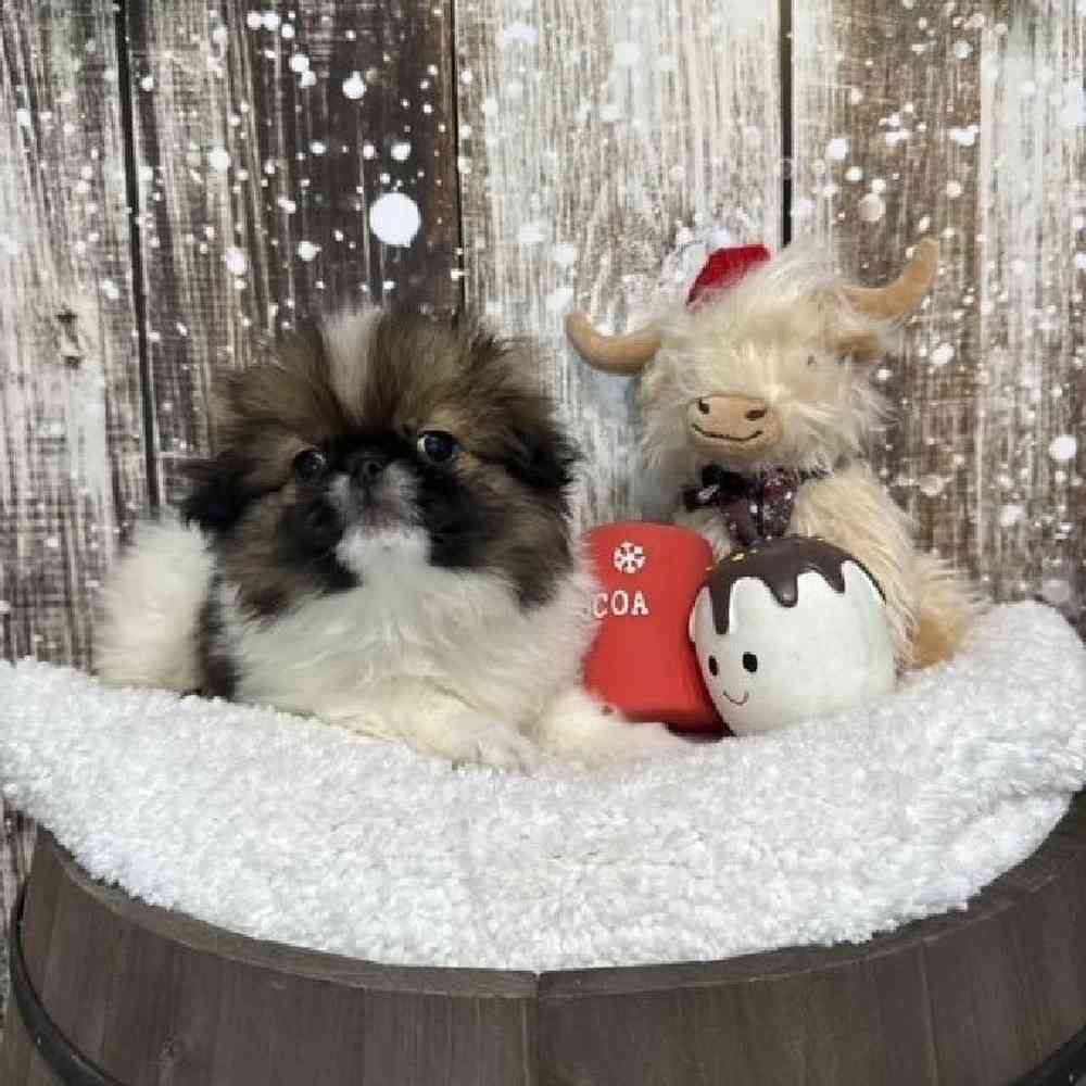 Male Japanese Chin Puppy for Sale in Saugus, MA