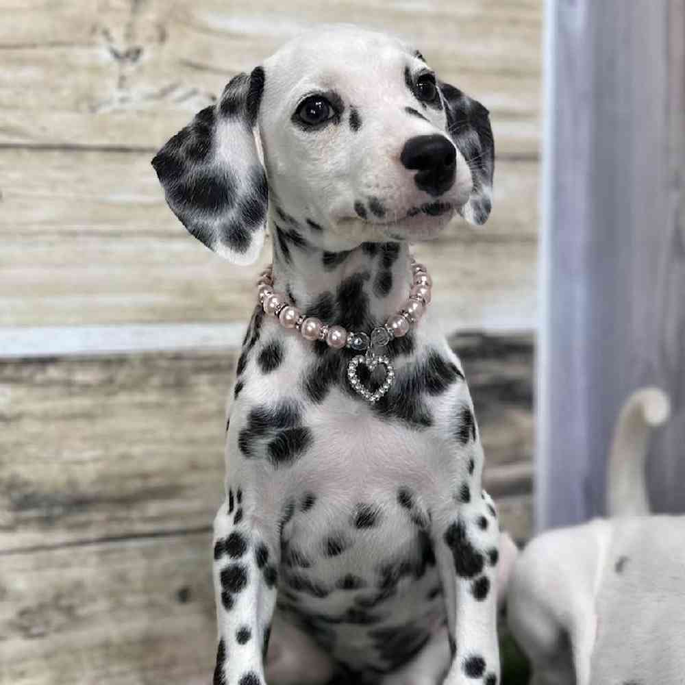 Female Dalmatian Puppy for Sale in Saugus, MA