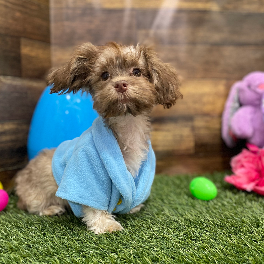 Male Havanese Puppy for Sale in Braintree, MA