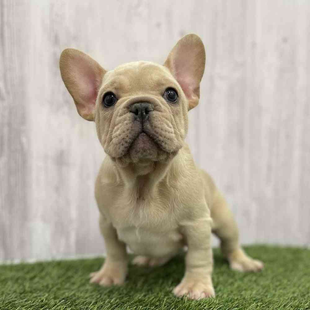 Male French Bulldog Puppy for Sale in Braintree, MA