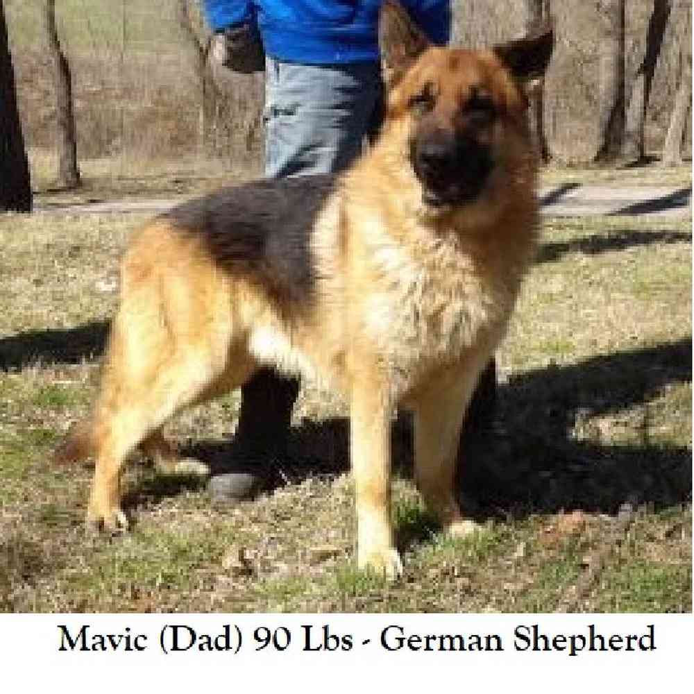 Male German Shepherd Dog Puppy for Sale in Braintree, MA