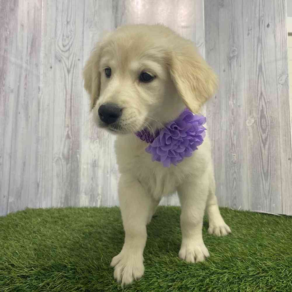 Golden Retriever For Sale Pet Express Saugus