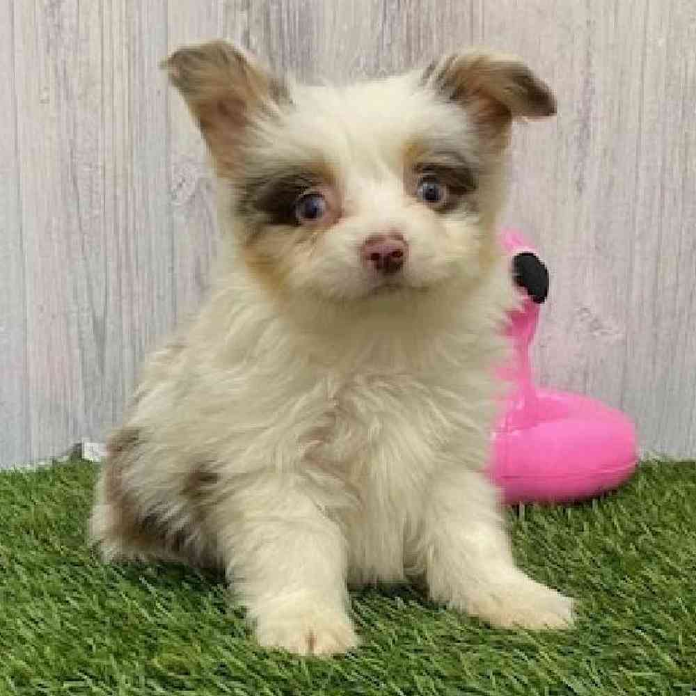 Male Toy Australian Shepherd Puppy for Sale in Braintree, MA