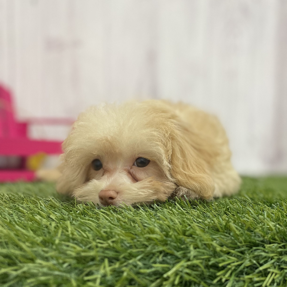 Female Havapoo Puppy for Sale in Braintree, MA