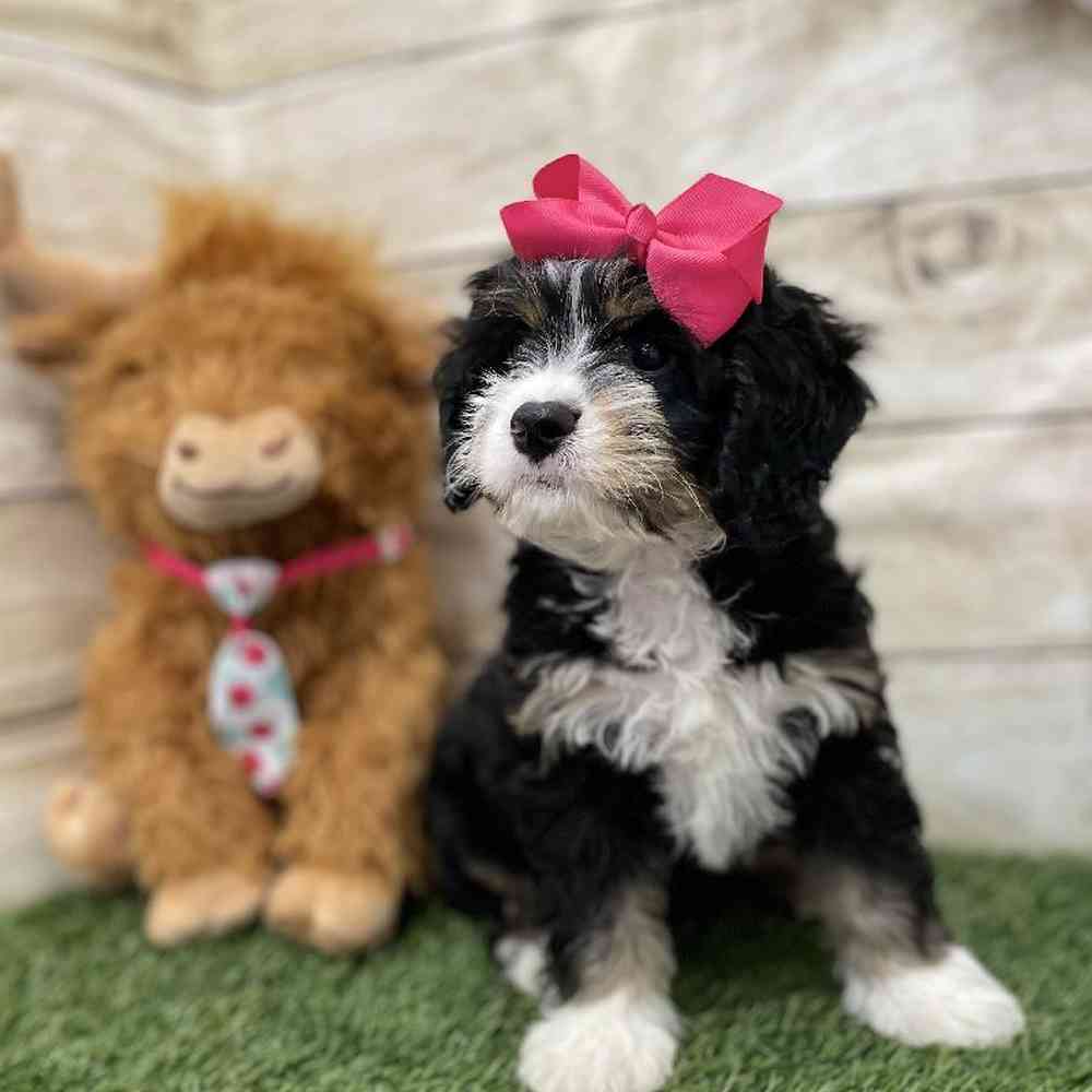 Female Mini Bernedoodle 2nd Gen Puppy for Sale in Braintree, MA