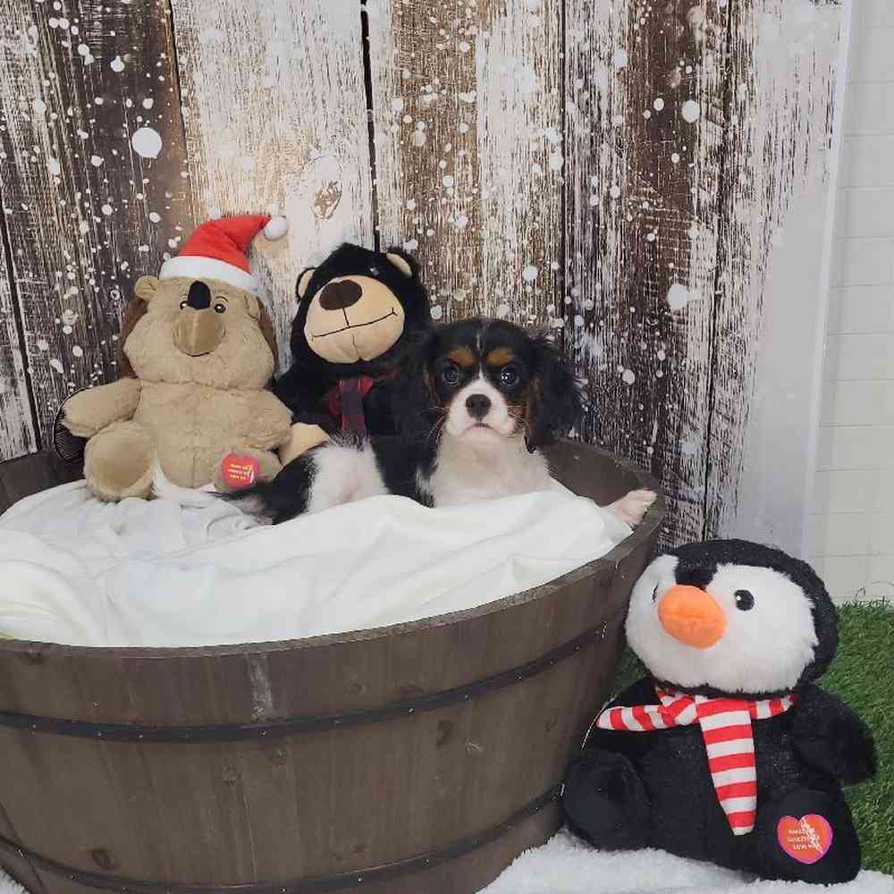 Female Cavalier King Charles Spaniel Puppy for Sale in Saugus, MA