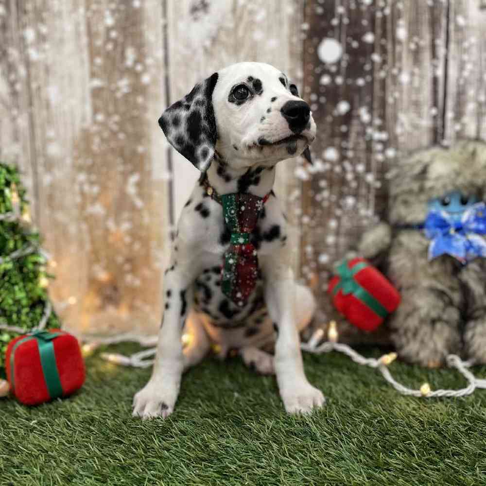 Male Dalmatian Puppy for Sale in Braintree, MA