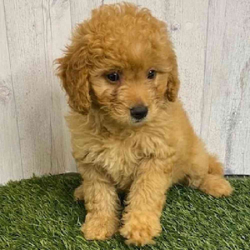 Female Mini Goldendoodle Puppy for sale