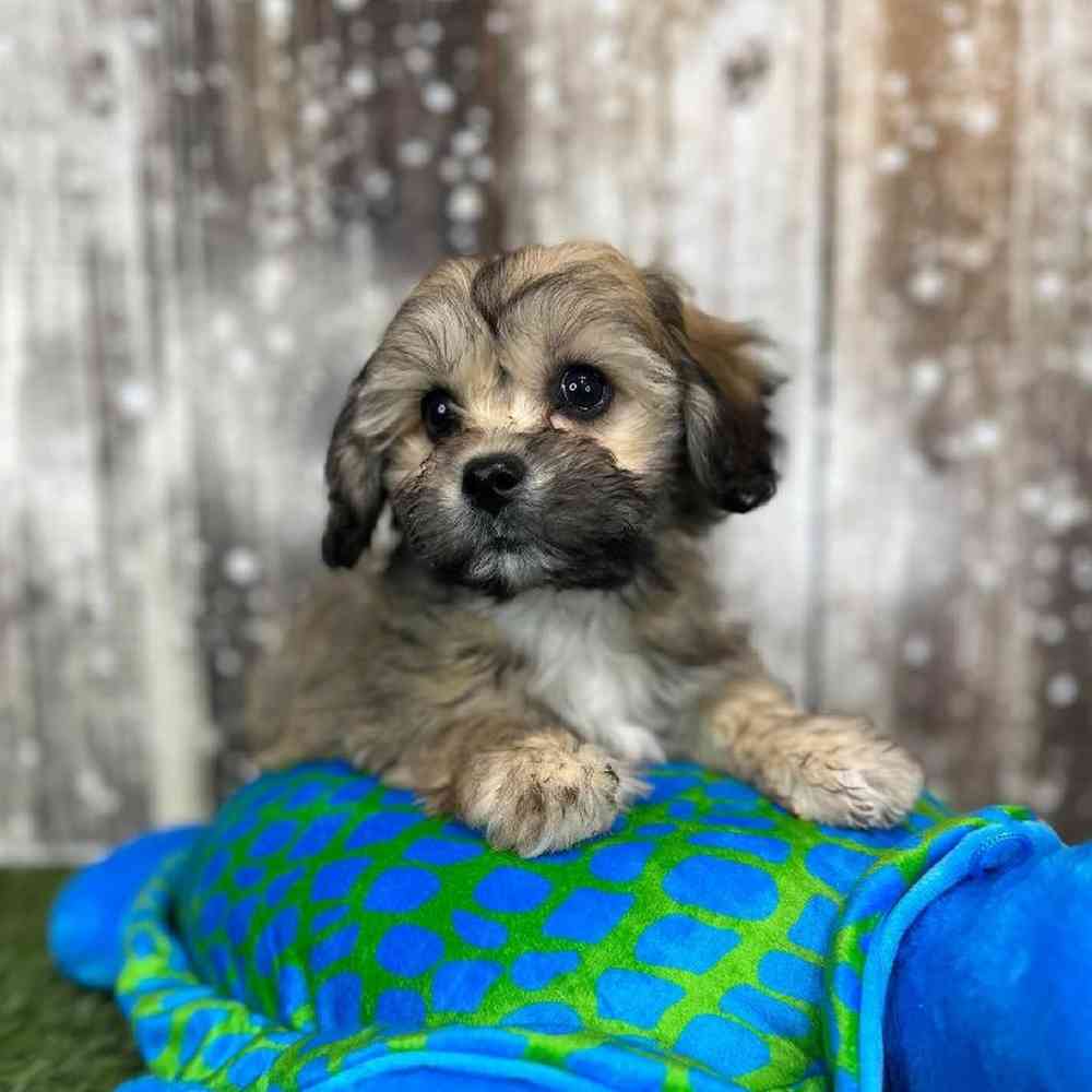 Female La-Chon Puppy for Sale in Saugus, MA