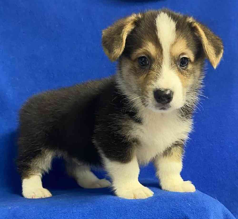 19846271e9fa10a-1d65-465e-bb9a-c5eafc9dc271Corgi_male_867__2_12_23_.jpg