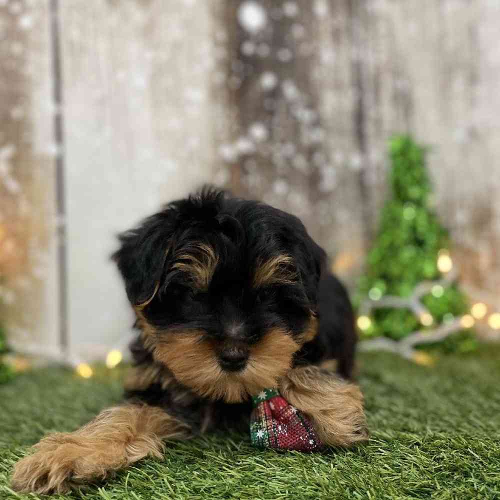 Male Yorkshire Terrier Puppy for Sale in Braintree, MA