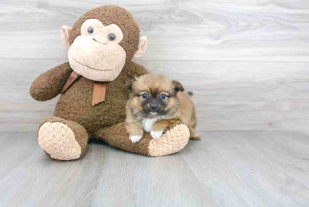 pomchi-foxy-3014344563978855.jpg
