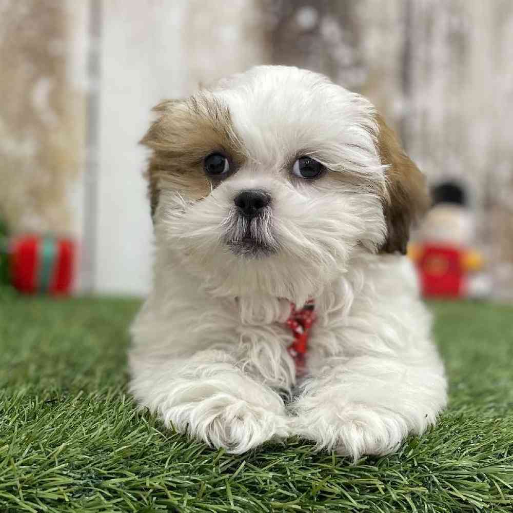 Male Shih Tzu Puppy for Sale in Braintree, MA