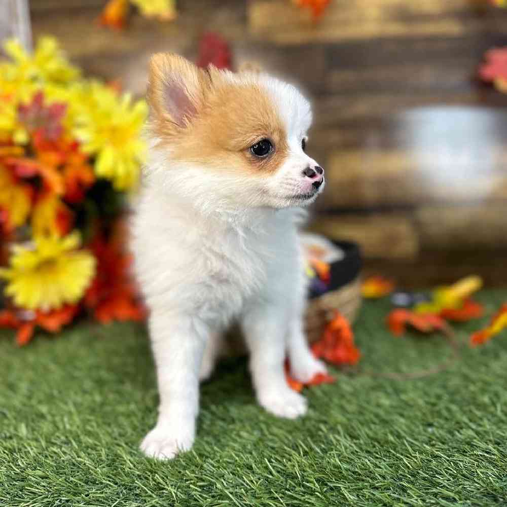 Female Pomeranian Puppy for Sale in Braintree, MA