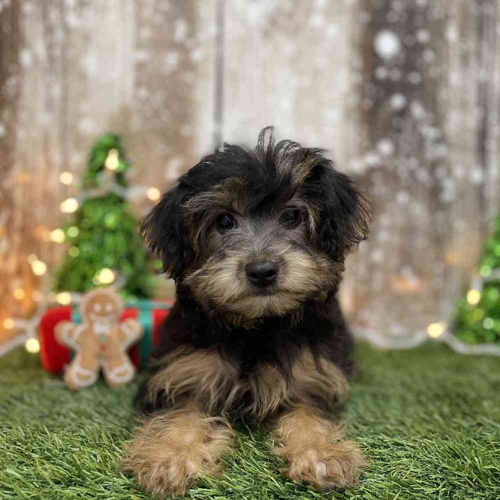 Female Yorkie-Poo Puppy for Sale in Braintree, MA