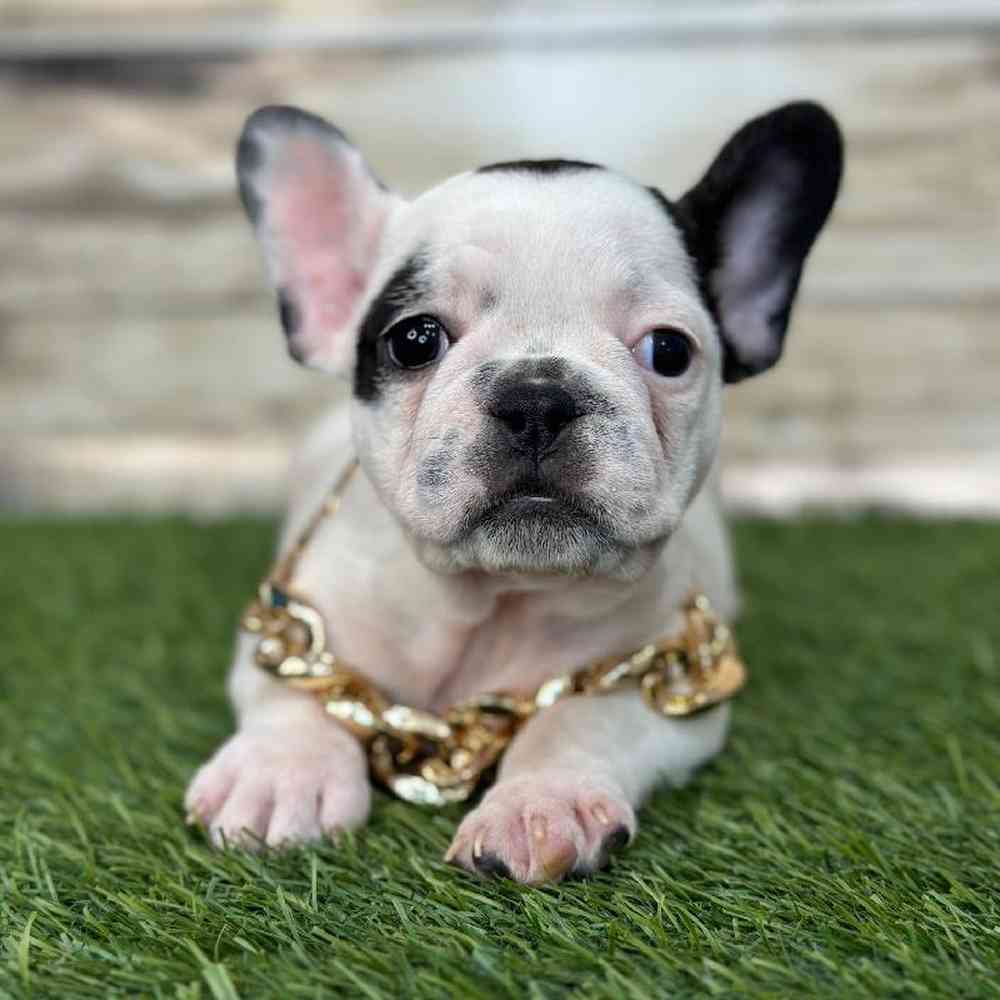 Male French Bulldog Puppy for Sale in Saugus, MA
