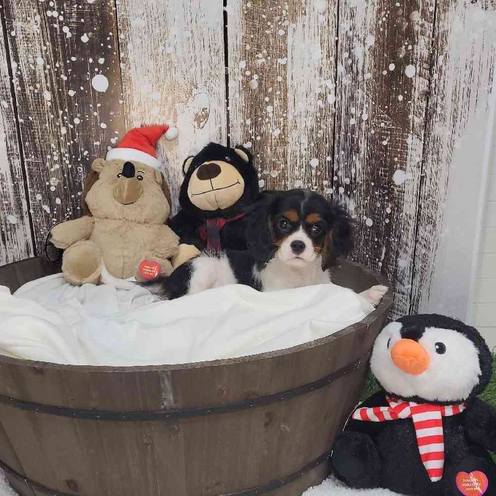 Female Cavalier King Charles Spaniel Puppy for Sale in Saugus, MA