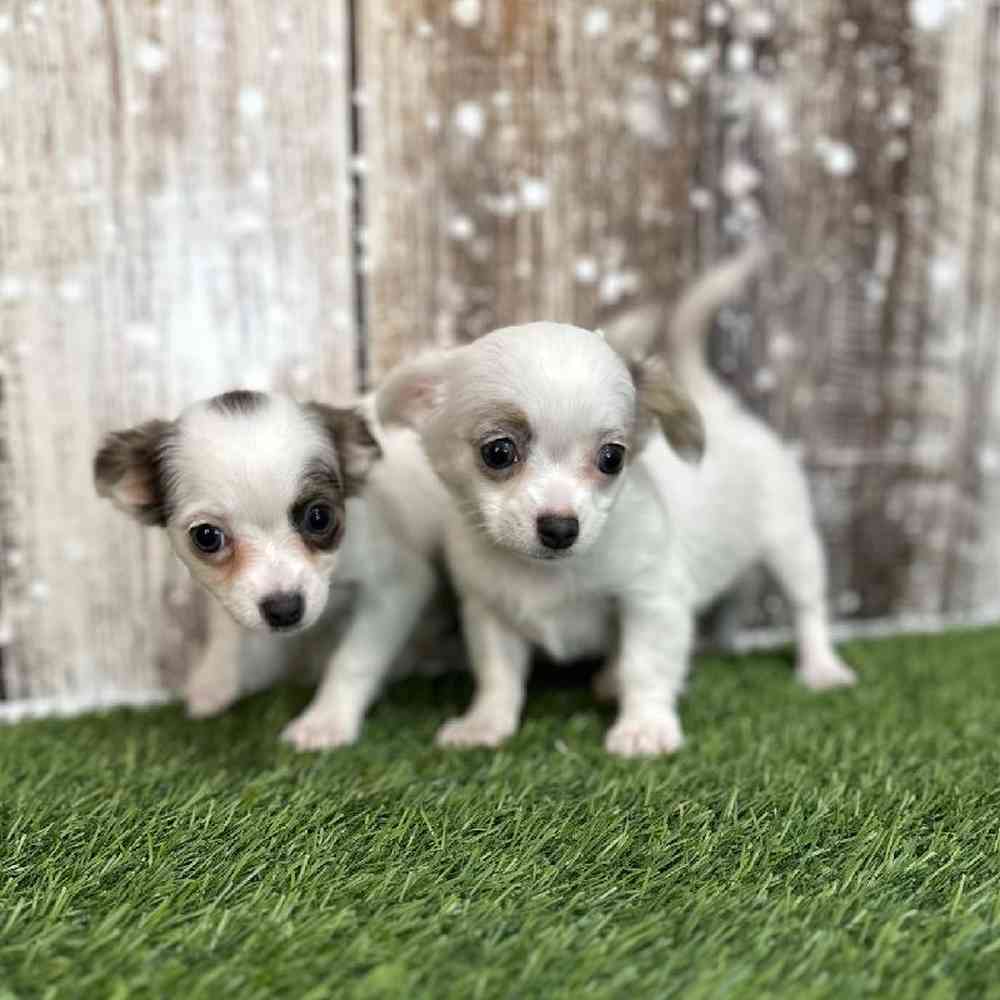 Female Chihuahua Puppy for Sale in Saugus, MA