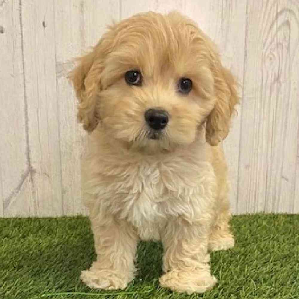 Male CockaChon Puppy for sale