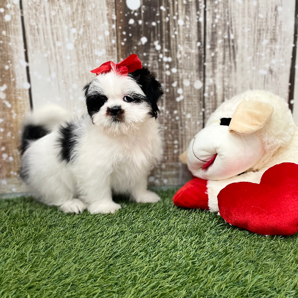 Female Shih Tzu Puppy for Sale in Braintree, MA