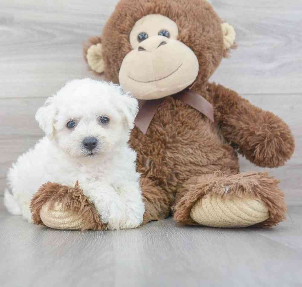 bichon-frise-abe-5191797248707531.jpg