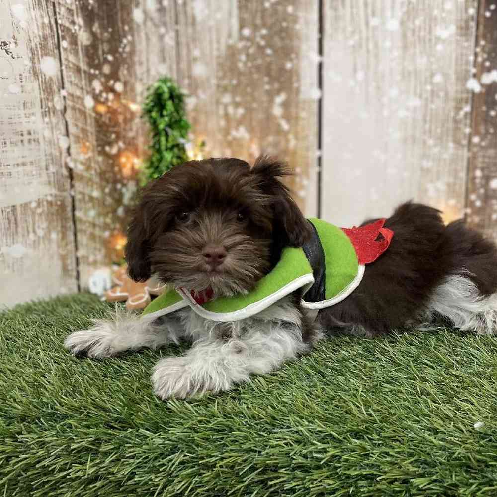 Male Havanese Puppy for Sale in Braintree, MA