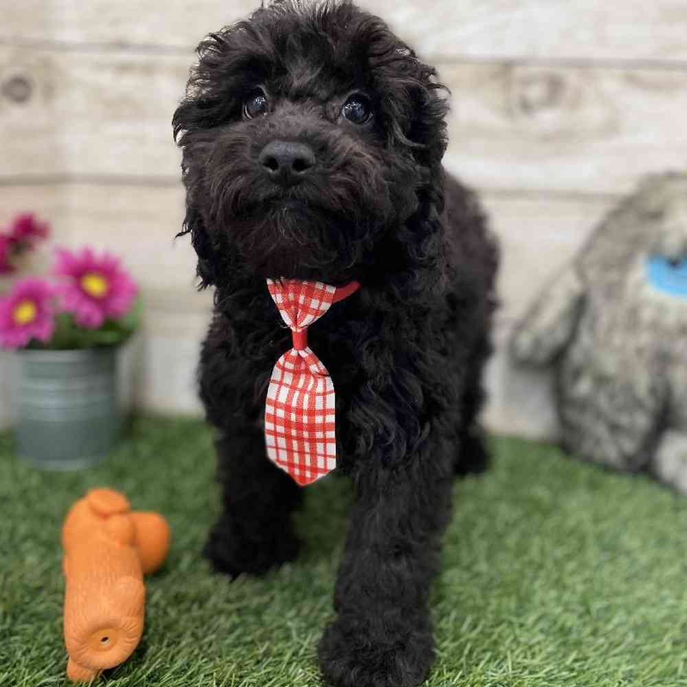 Male Cockapoo 2nd Gen Puppy for Sale in Braintree, MA