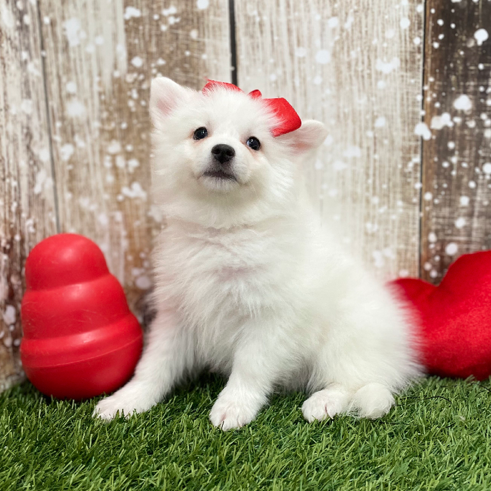 Female American Eskimo Puppy for Sale in Braintree, MA