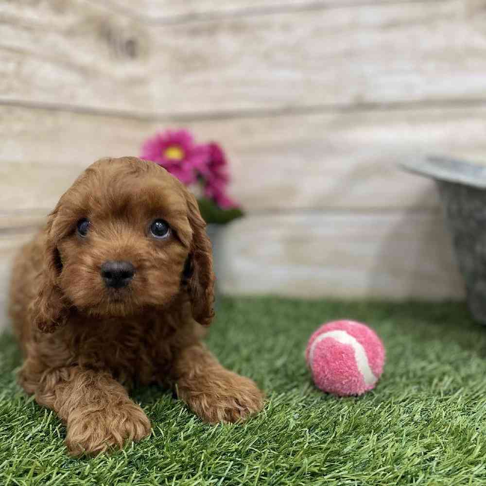 Female Cavapoo Puppy for Sale in Braintree, MA