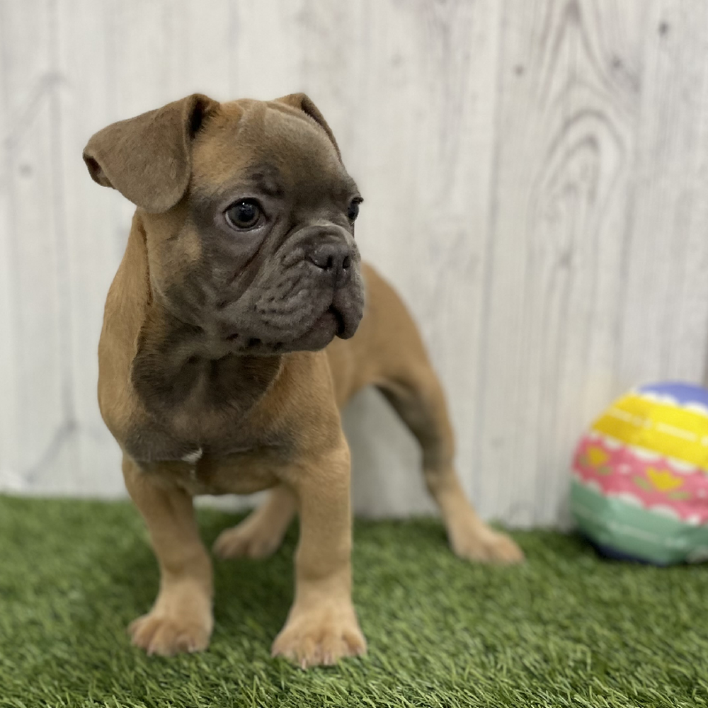 Male French Bulldog Puppy for Sale in Braintree, MA