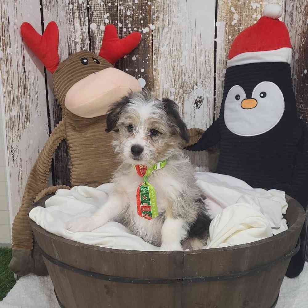 Male Aussiechon Puppy for Sale in Saugus, MA