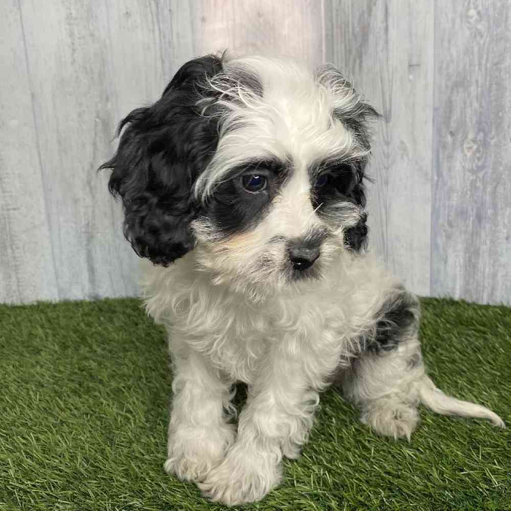 Female Cavapoo Puppy for sale