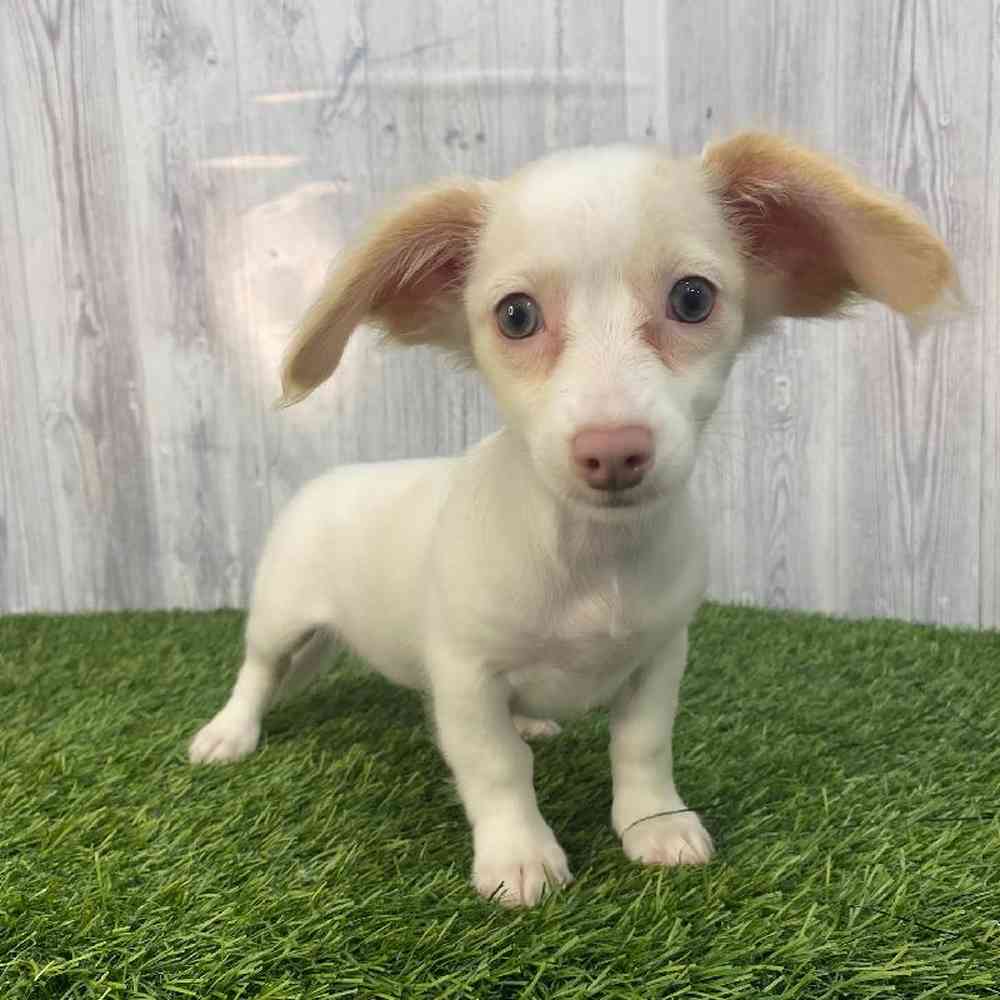 Female Chiweenie Puppy for Sale in Saugus, MA