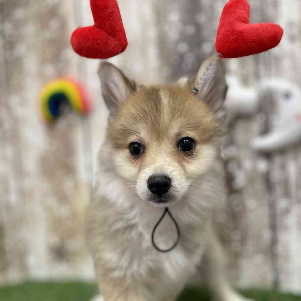 Male Pomimo Puppy for Sale in Braintree, MA