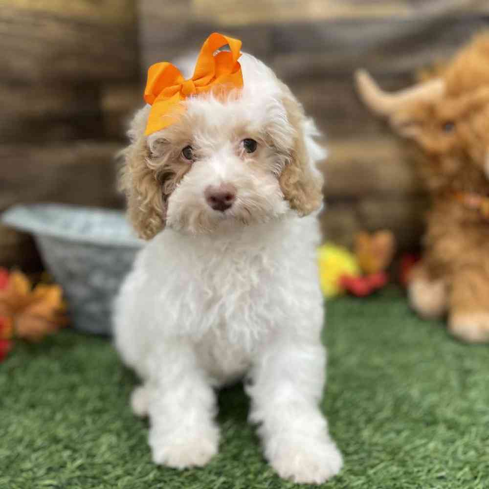 Female Mini NewfyPoo Puppy for Sale in Braintree, MA