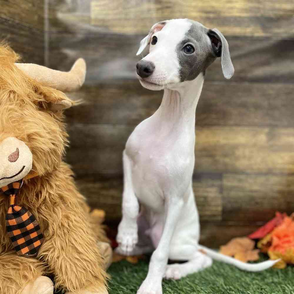 Toy italian greyhound puppies for sale new arrivals