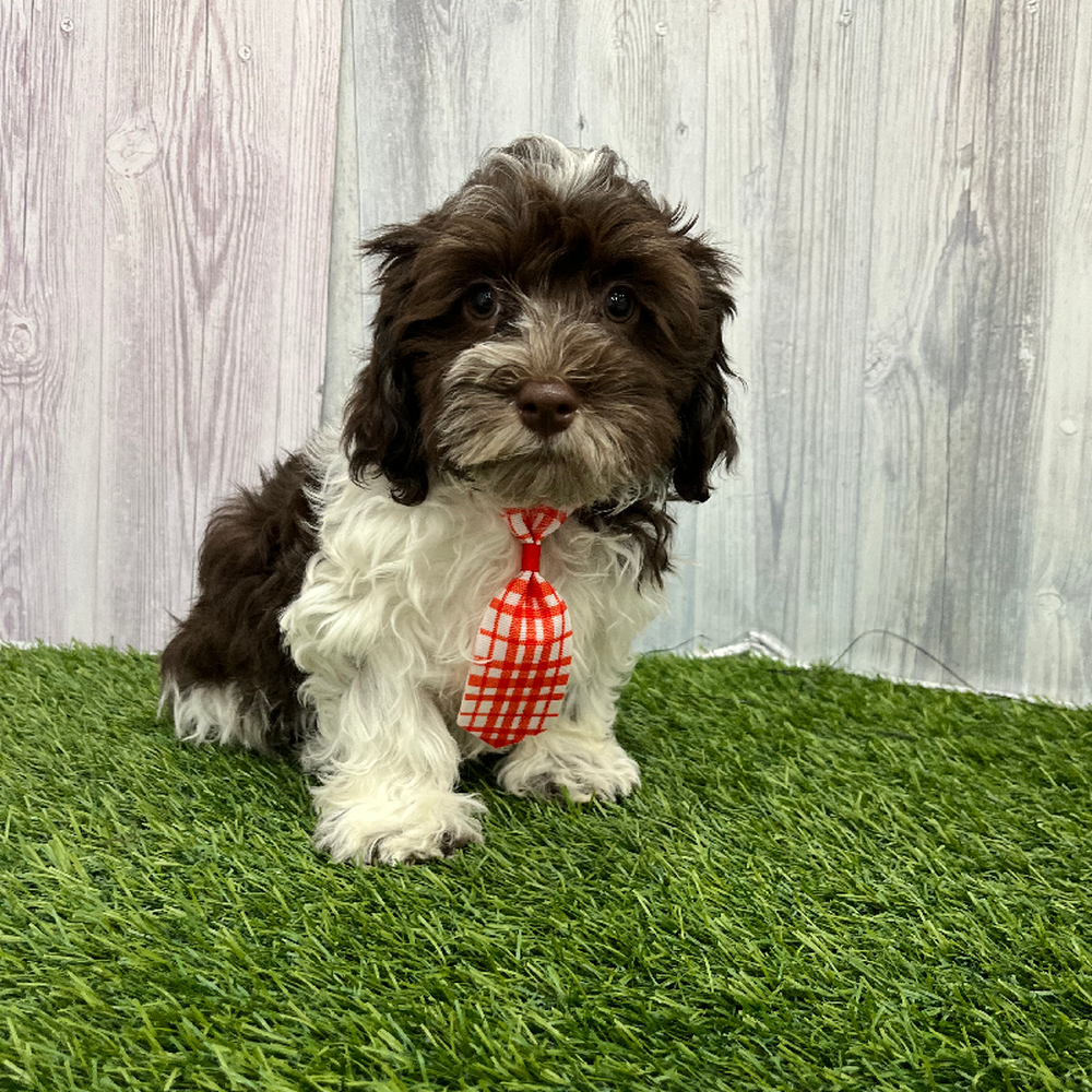 Male Havanese Puppy for Sale in Braintree, MA