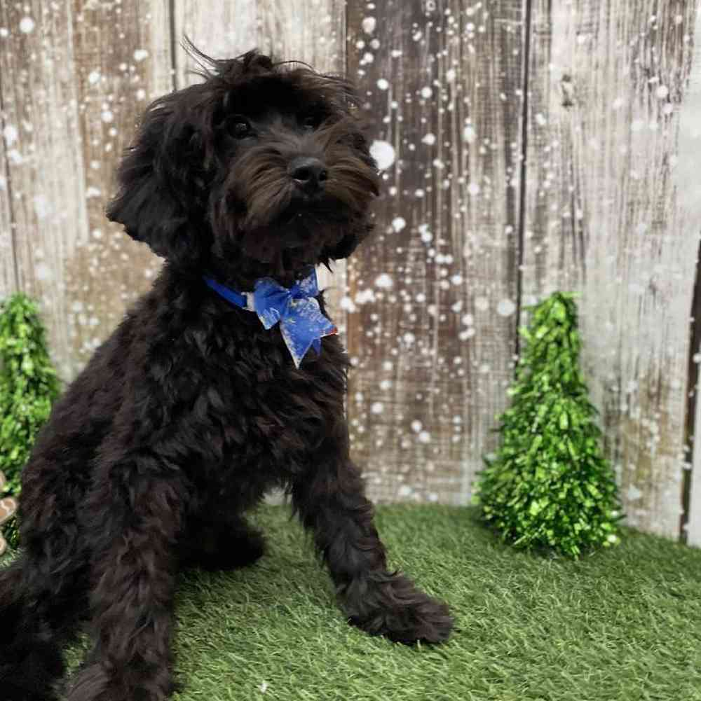 Male Cockapoo 2nd Gen Puppy for Sale in Braintree, MA