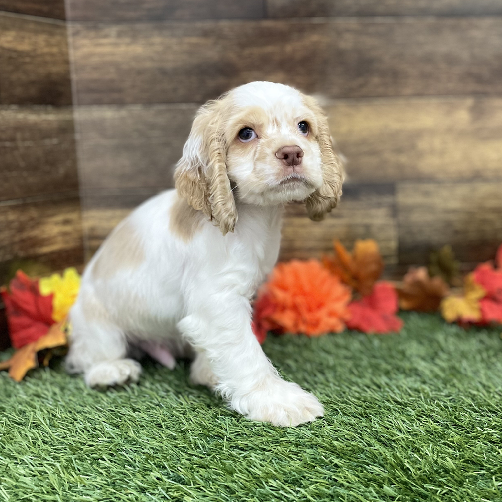Male Cocker Spaniel Puppy for Sale in Braintree, MA