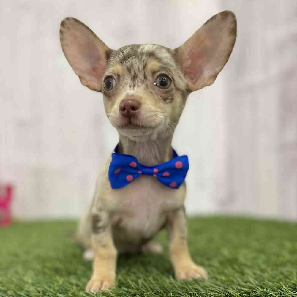 Male Chihuahua Puppy for Sale in Braintree, MA
