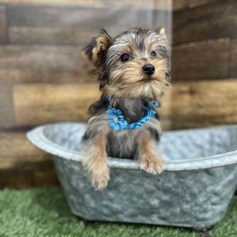 Female Yorkshire Terrier Puppy for Sale in Braintree, MA