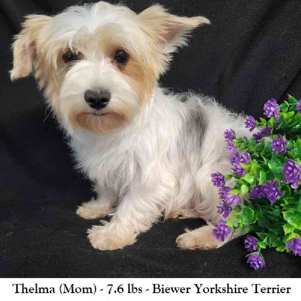 Male Biewer Yorkshire Terrier Puppy for Sale in Saugus, MA