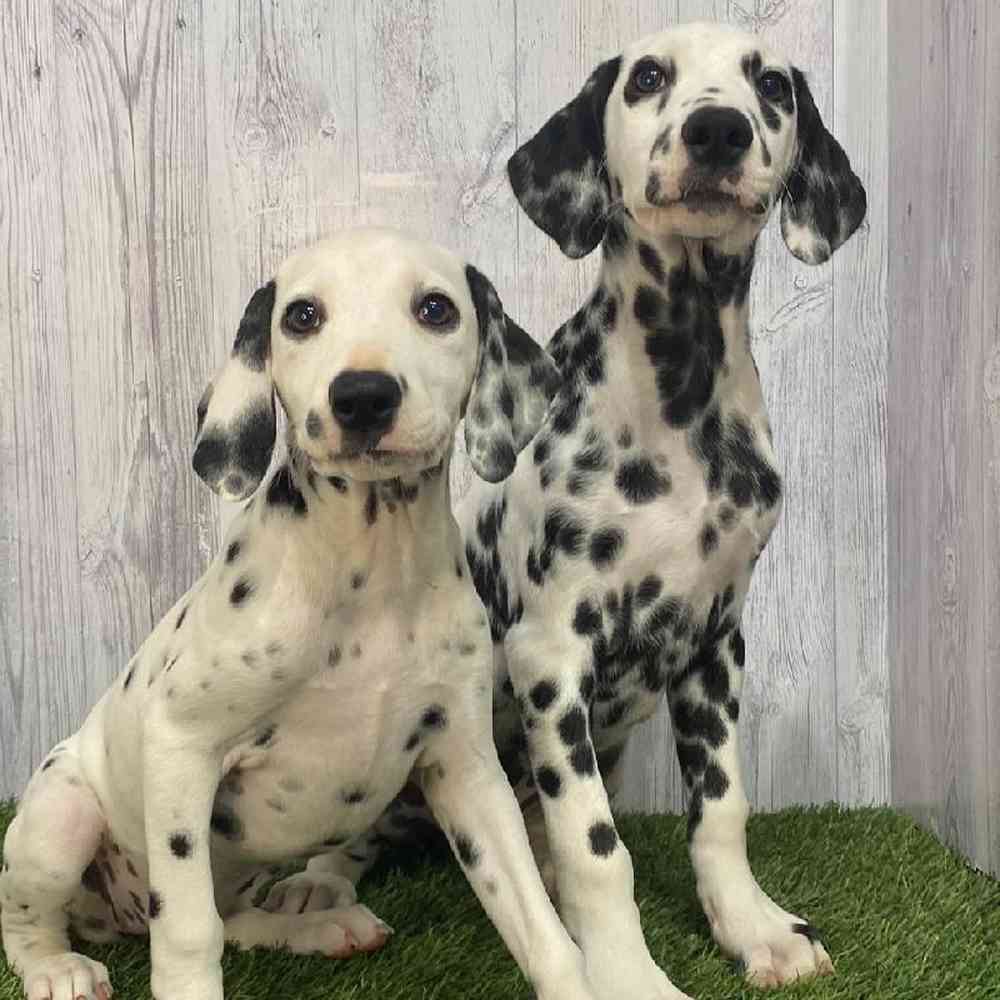 Female Dalmatian Puppy for Sale in Saugus, MA