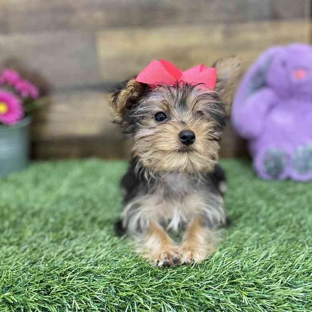 Female Yorkshire Terrier Puppy for Sale in Braintree, MA