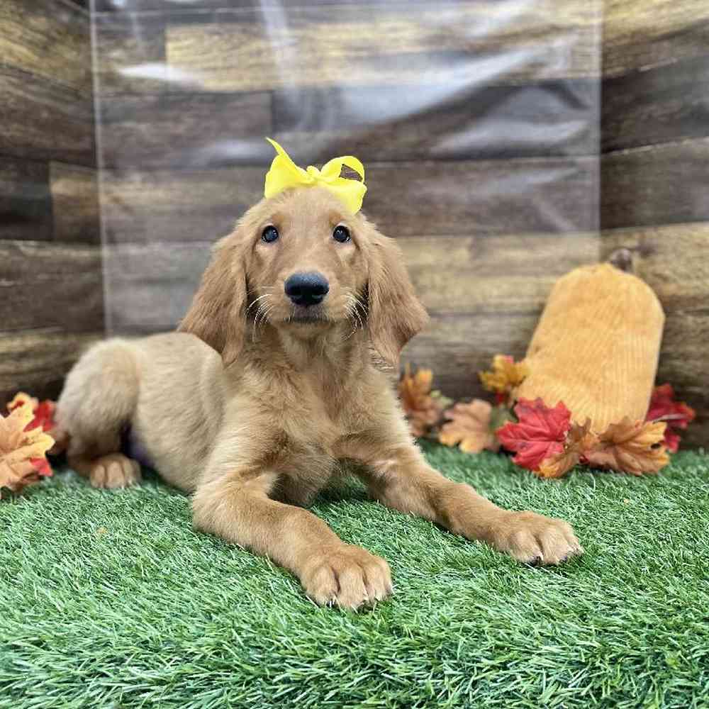 Female Golden Retriever Puppy for Sale in Braintree, MA