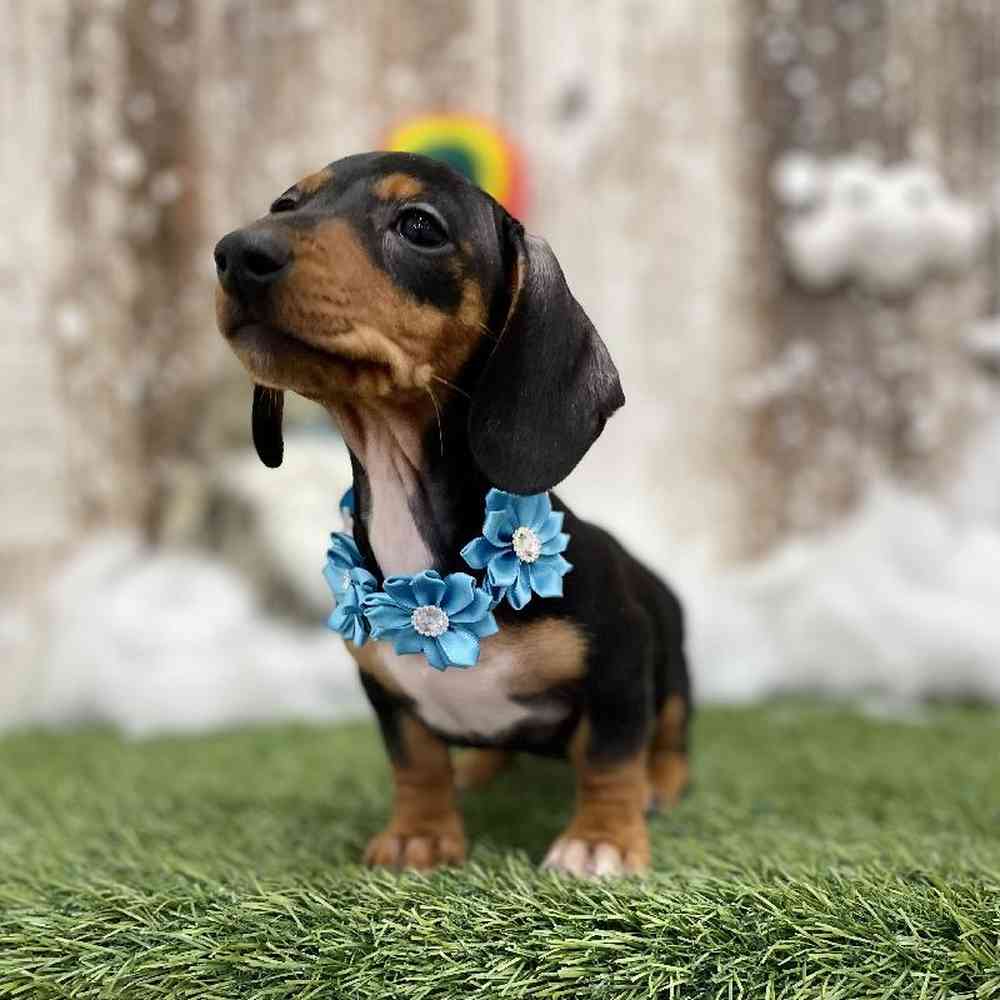 Female Dachshund Puppy for Sale in Braintree, MA