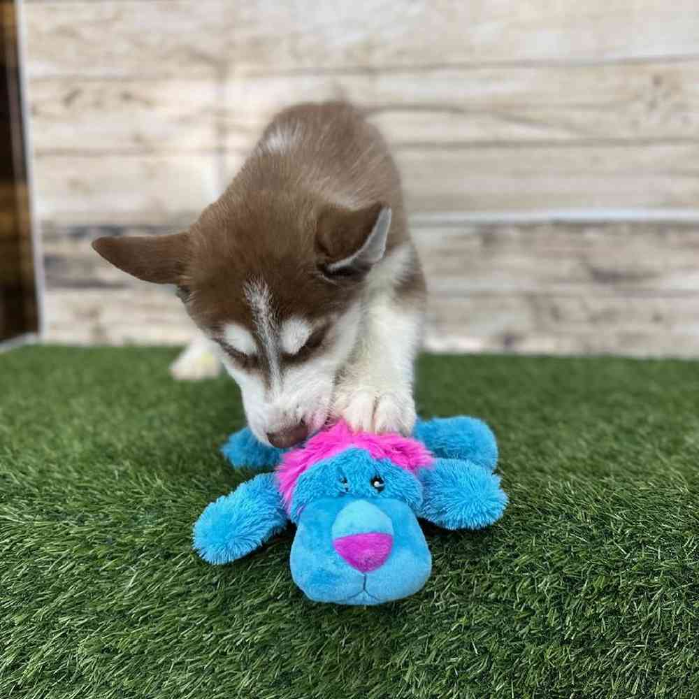Male Siberian Husky Puppy for Sale in Braintree, MA