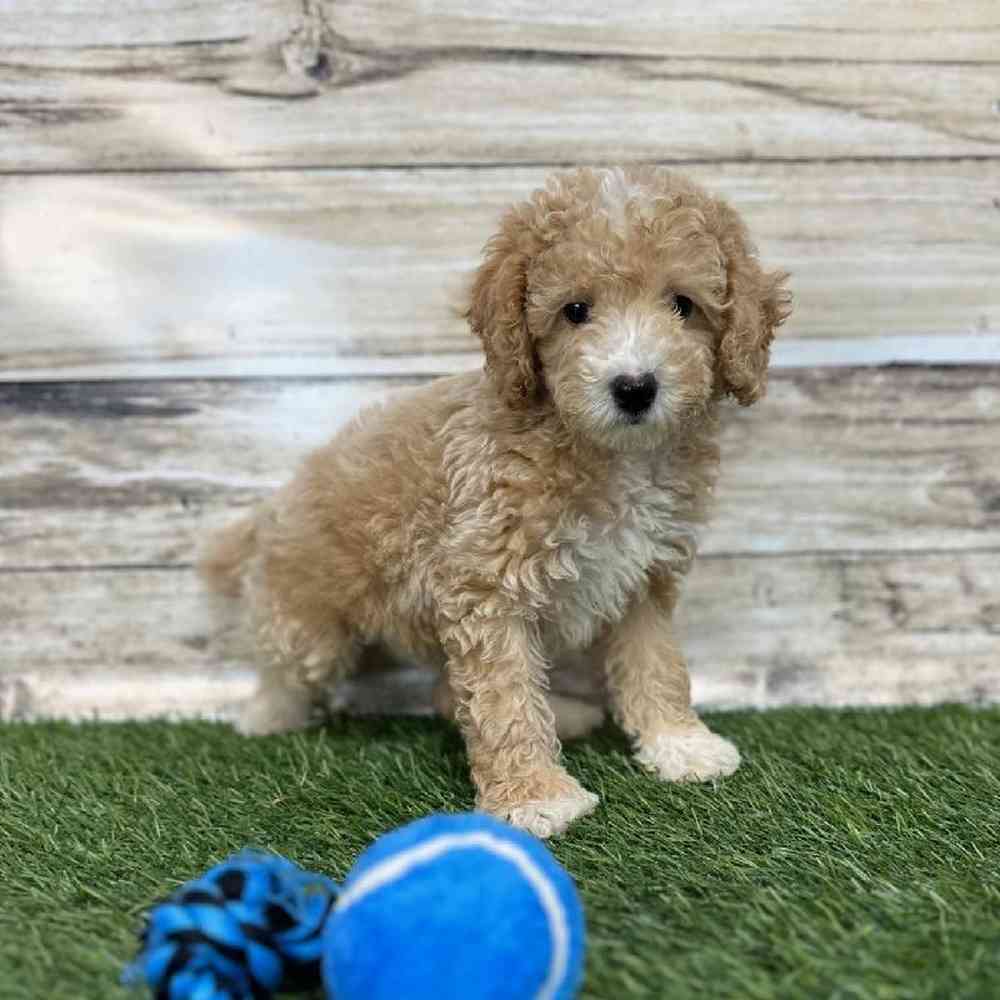 Male Poodle (MINI) Puppy for Sale in Saugus, MA