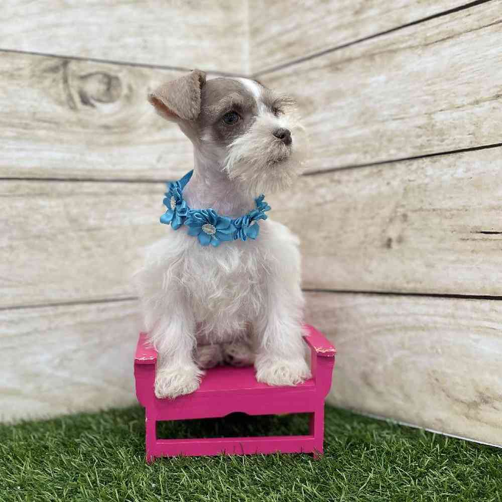 Female Miniature Schnauzer Puppy for Sale in Braintree, MA