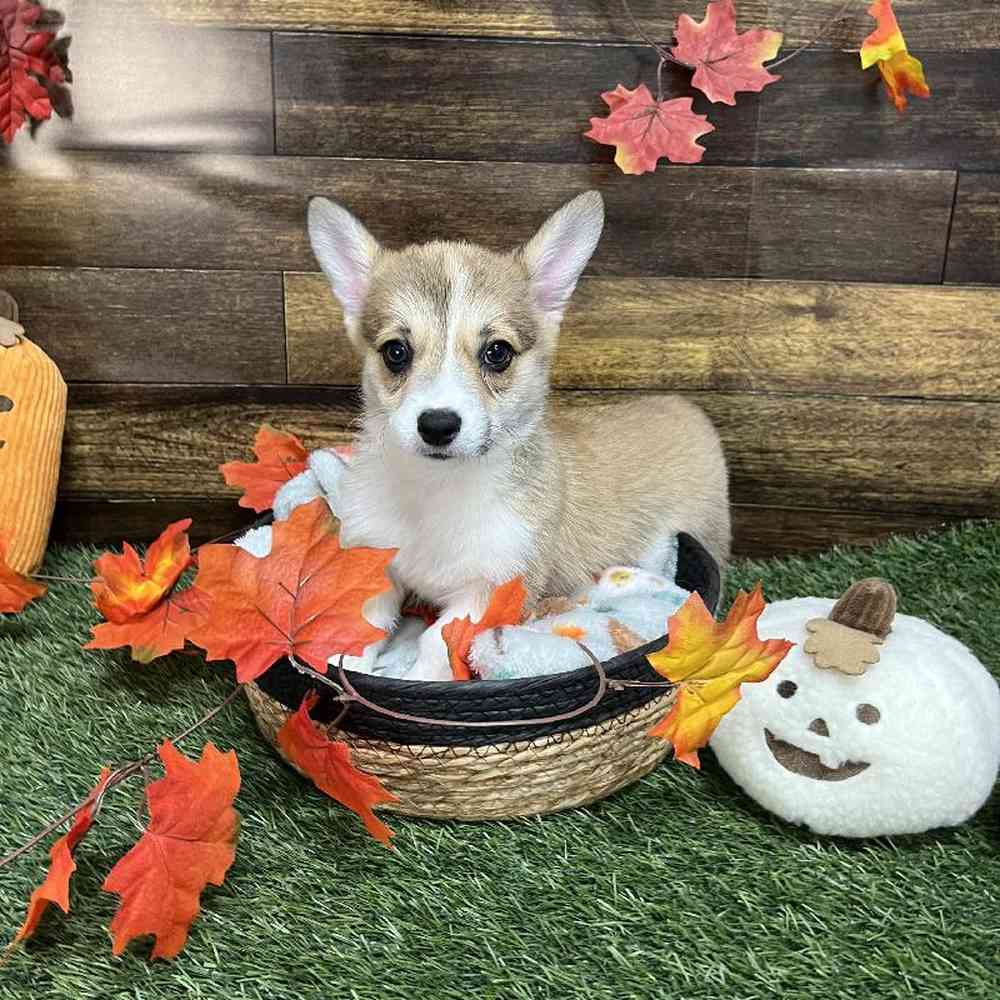 Female Pembroke Welsh Corgi Puppy for Sale in Saugus, MA